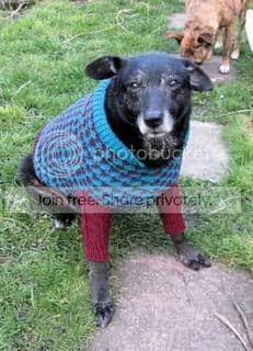 Woof Factor Regional Winners Announced! — Unknown