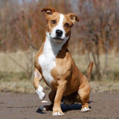 Baily — Labrador-jack Russel Terrier-mix