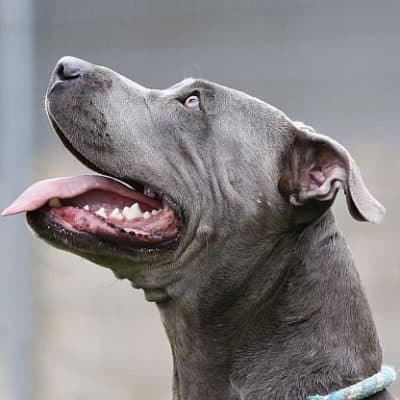 Tyra — Staffordshire-mix