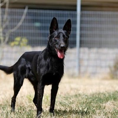 Baghira — Podenco-schnauzer-mix