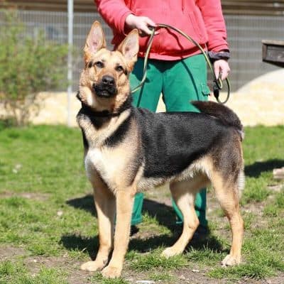 Claire — Schäferhund-mix