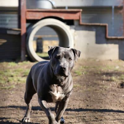 Nero — Staffordshire-terrier-mix