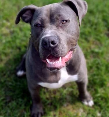 Marty — Staffordshire-mix