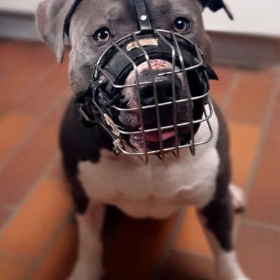 Ates — Staffordshire- Mix