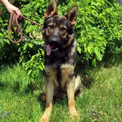 Hajo — Schäferhund- Mix