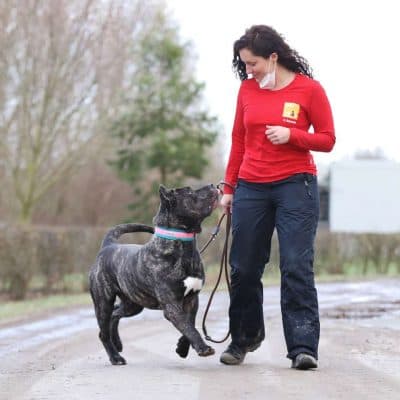 Charles — Dogo Canario