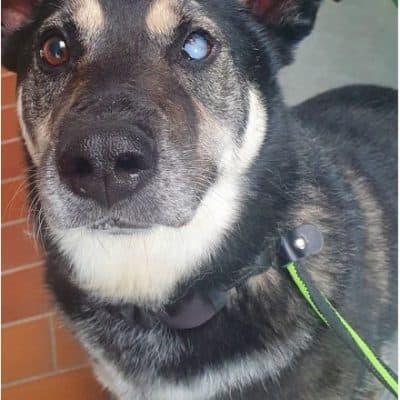 Michi — Husky-corgi-mix