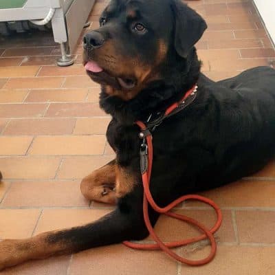 Balu — Rottweiler
