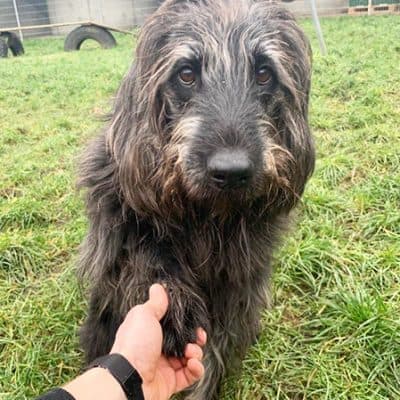 Woody — Riesenschnauzer-mix