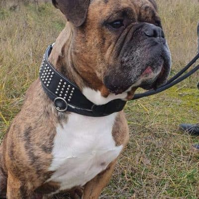 Viet — Englischer Bulldoggen-mix