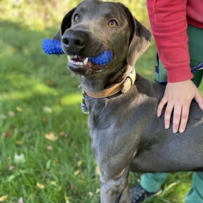 Marlo — Weimaraner-mix