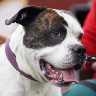 Masou — American Bulldog