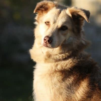 Maxi — Golden Retriever Mix