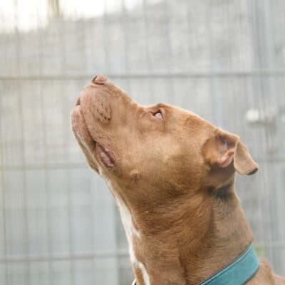 TJ (Tommy Junior) photo 2