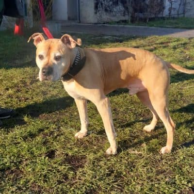 Rudi — Staffordshire Terrier Mix