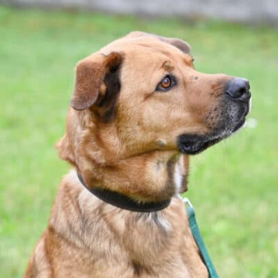 Klaus — Schäferhund-mix