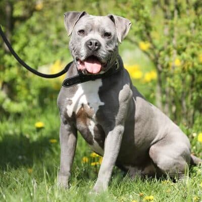 Blue — Staffordshire-mix