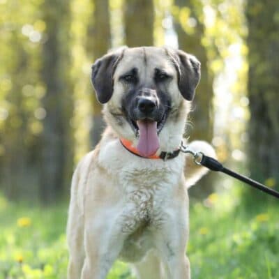 Lotte — Kangal-mix