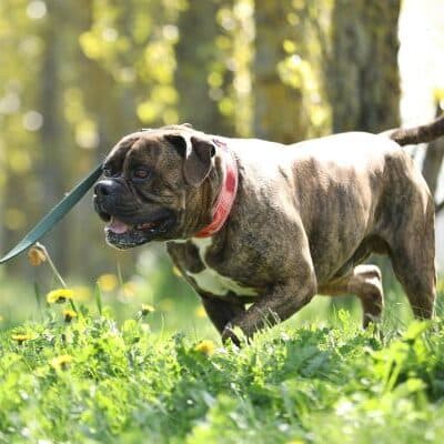 Radjah — Bullmastiff-mix