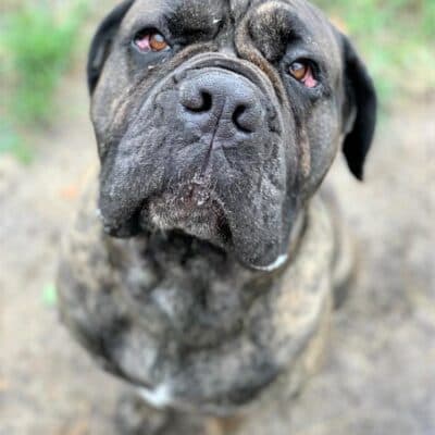 Dante — Mastino-mix