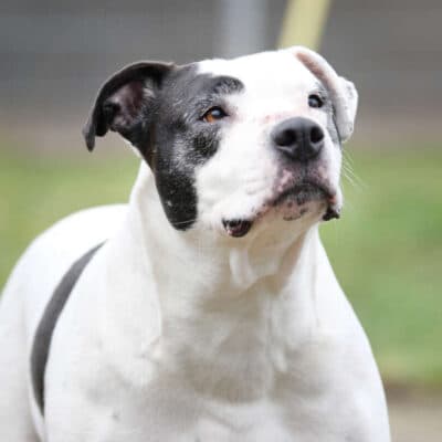 Diva — Staffordshire-mix