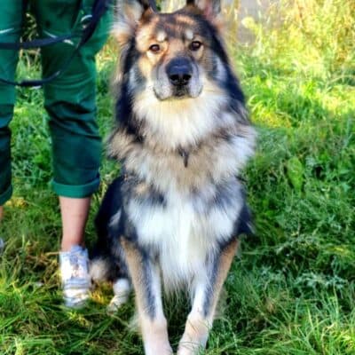 Jon Boy — Schäferhund-mix