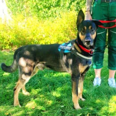 Kiko — Schäferhund-mix