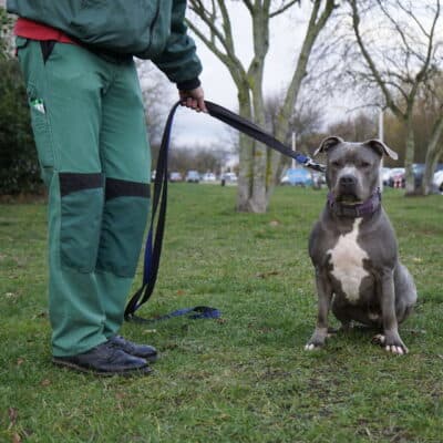 Cookie — Staffordshire-mix