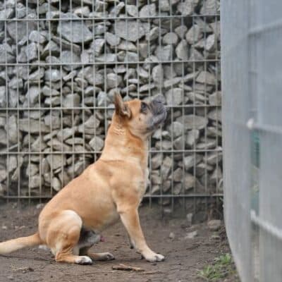 Charly — Frz. Bulldogg-mix