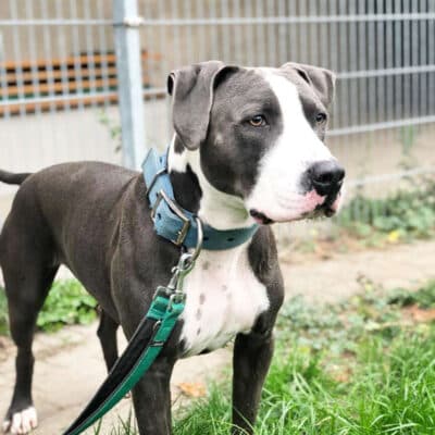 Paco — Staffordshire-mix