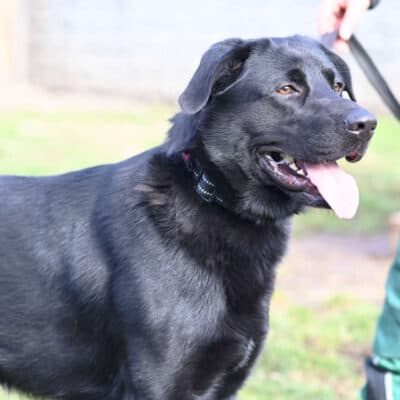 Blacky — Labrador-schäferhund-mix