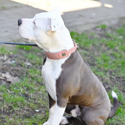 Milko — Staffordshire-mix