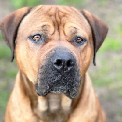 Brommel — Boerboel-mix