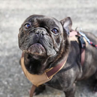 Nokart — Französische Bulldogge