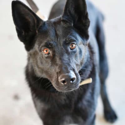 Simba — Deutscher Schäferhund