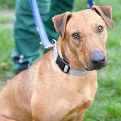 Gustav — Heideterrier