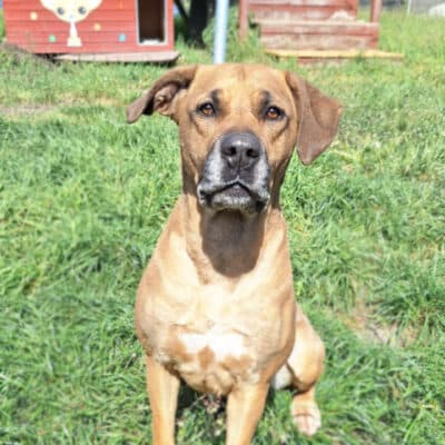 Leni — Ridgeback-mix