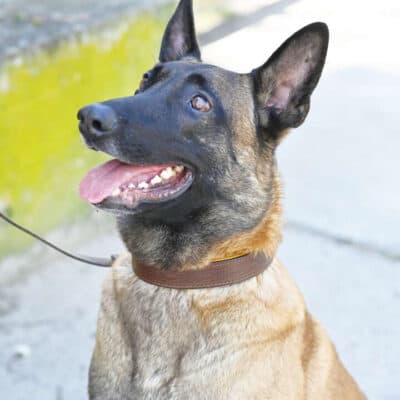 Lio — Malinois