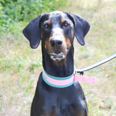 Cobi — Dobermann