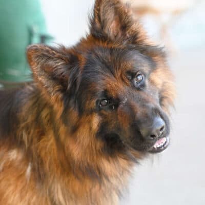 Baru — Altdt. Schäferhund