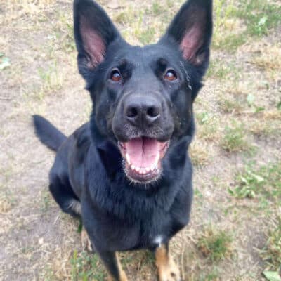 Dotty — Schäferhund