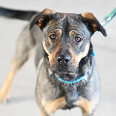 Feta — Cane Corso-/husky-mix