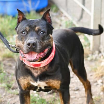 Junior — Staffordshire-rottweiler-mix