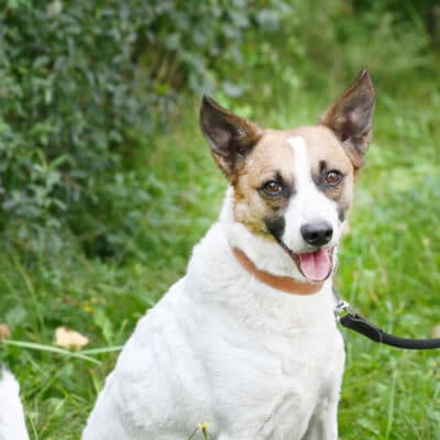 Rex — Jack Russell Mix