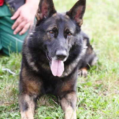 Sammy — Deutscher Schäferhund