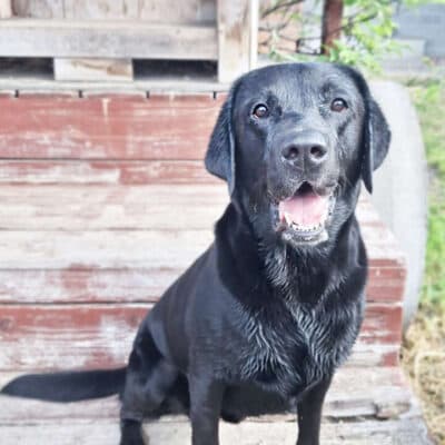 Balu — Labrador Retriever