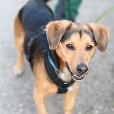 Bobby — Terrier-mix