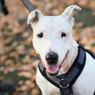 Mallow (Marshmallow) photo 2