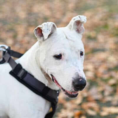 Mallow (Marshmallow) photo 3