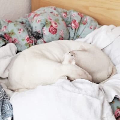 Mallow (Marshmallow) photo 5